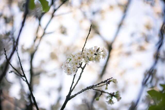 Апартаменты Apartmani Tripović Тиват-45